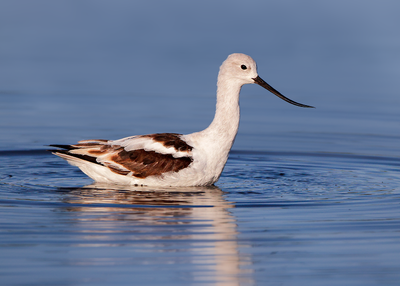 American Avocet