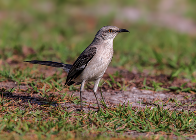 Northern Mockingbird