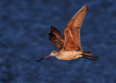 Marbled Godwit