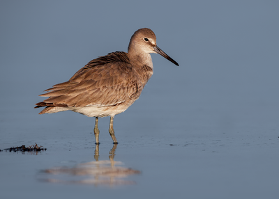 Western Willet