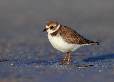 Semipalmated Plover