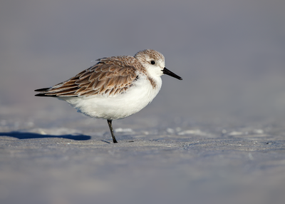 Sanderling