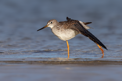 Greater Yellowlegs