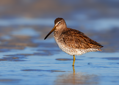 Short-billed Dowitcher