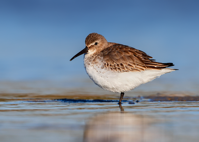 Dunlin