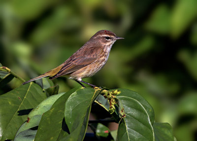 Palm Warbler