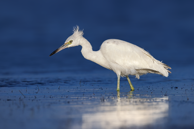 Little Blue Heron