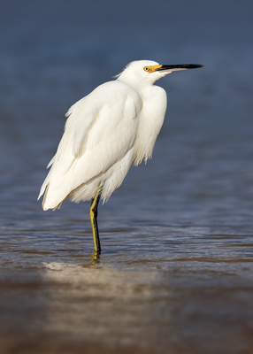 Snowy Egret