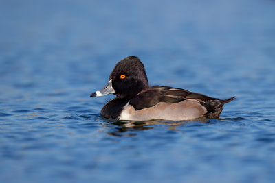 Ring-necked Duck