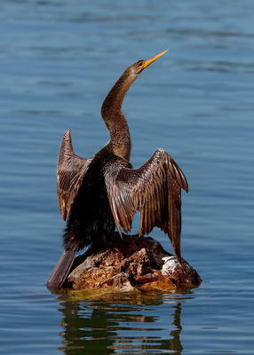 Anhinga