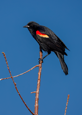 Red-winged Blackbird