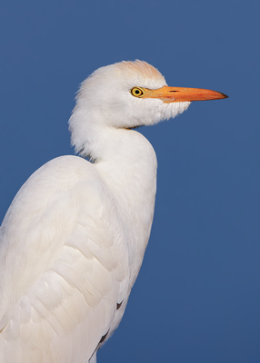 Western Cattle Egret