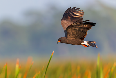 Snail Kite