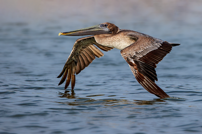 Brown Pelican