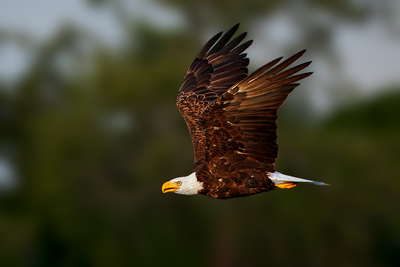 Bald Eagle
