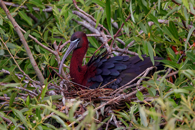 Glossy Ibis