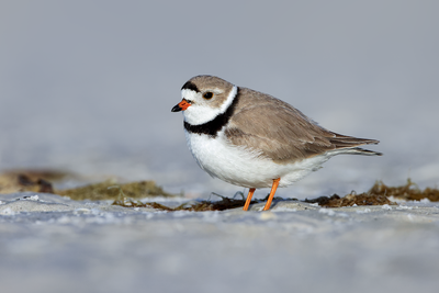 Piping Plover