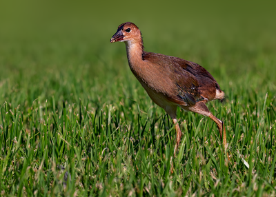 Purple Gallinule
