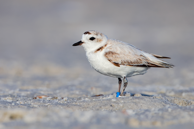 Snowy Plover