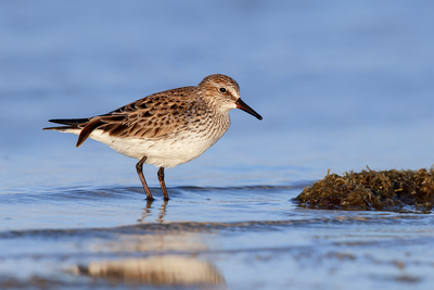 White-rumped Sandpiper