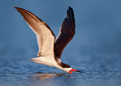 Black Skimmer