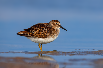 Least Sandpiper