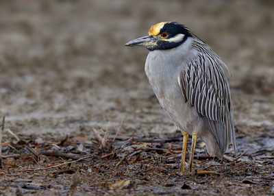 Yellow-crowned Night-Heron