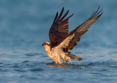 Osprey