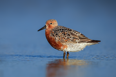 Red Knot