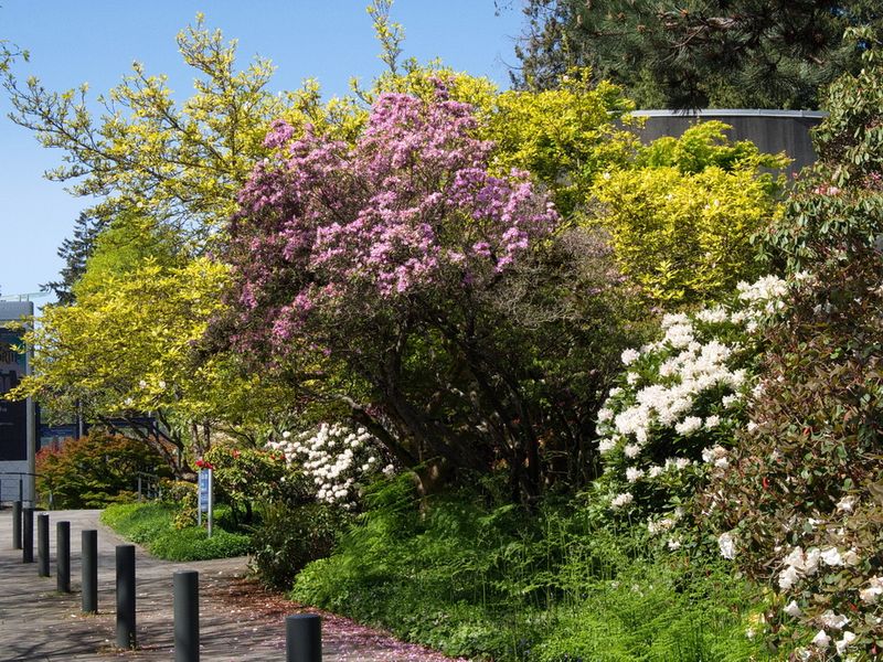 On the campus of the UBC