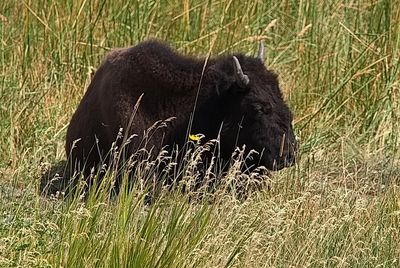 Yellowstone NP