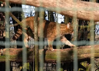 Forest Cat