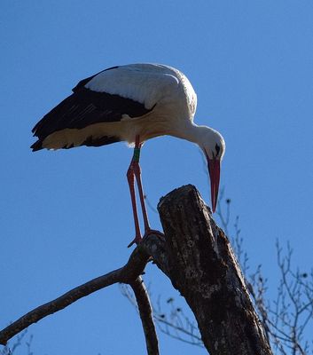 Stork