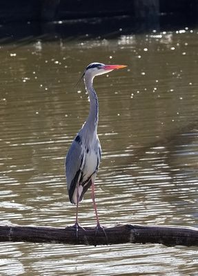 Egret