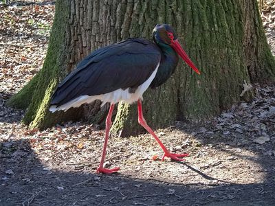 Black Stork