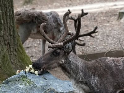 Lunch for the reindeers