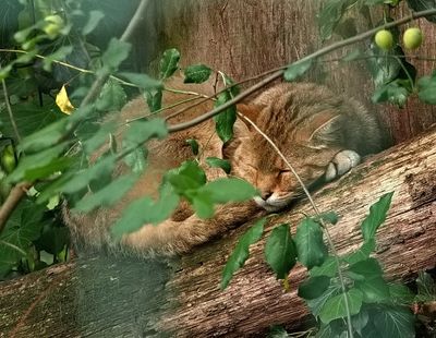 Sleeping wild cat