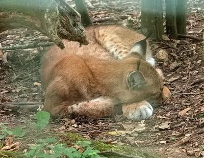 Sleeping lynx