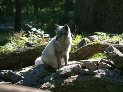 Arctic Fox