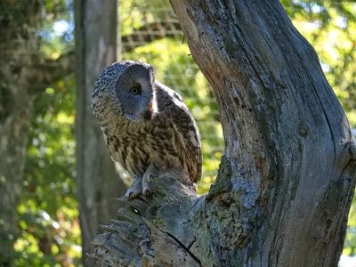 Grey Owl