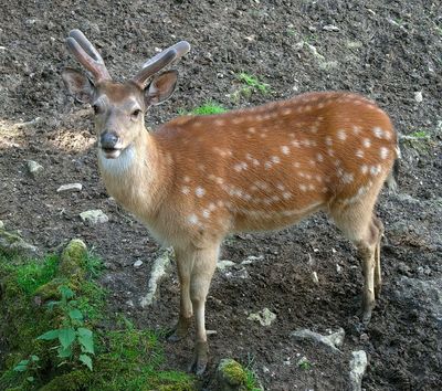 Young deer