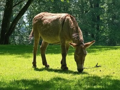 Wild- und Erlebnispark Daun