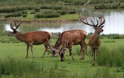 Deer