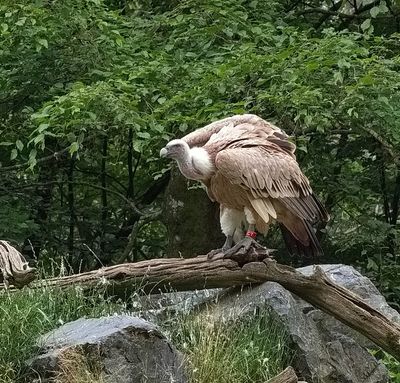 Vulture