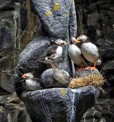 Puffins at the North Cape exhibition