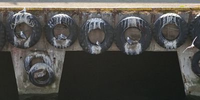 Seabirds nesting inside the tires attached to the boat docking piers