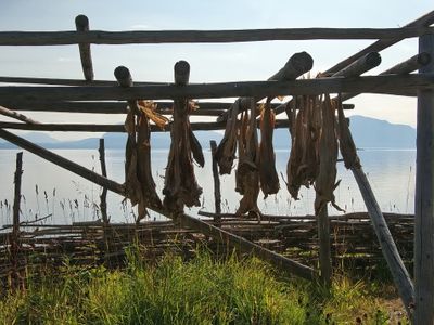 Drying stockfish