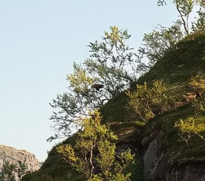 Sea eagle