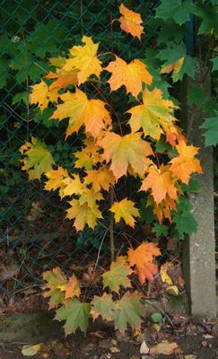 Fall colours