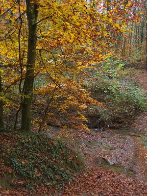 Fall at the little creek